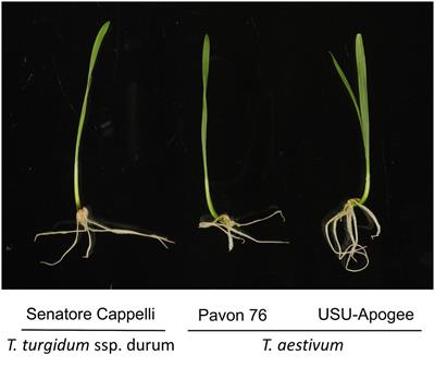 Proteome Profiling of Wheat Shoots from Different Cultivars